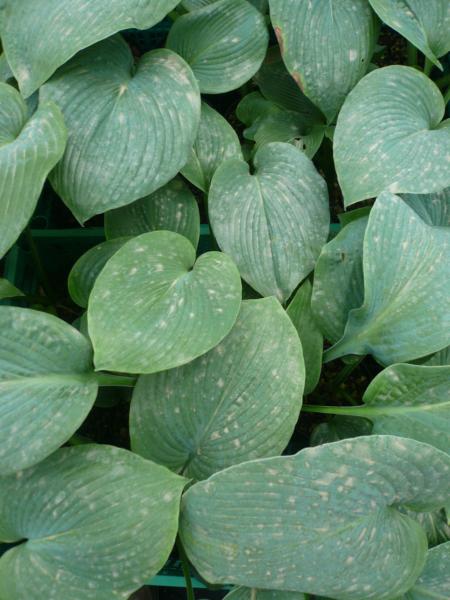 hosta bressingham blue