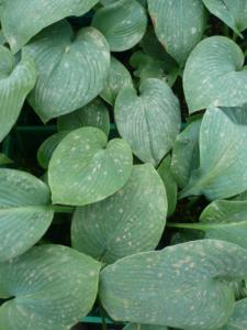 hosta bressingham blue