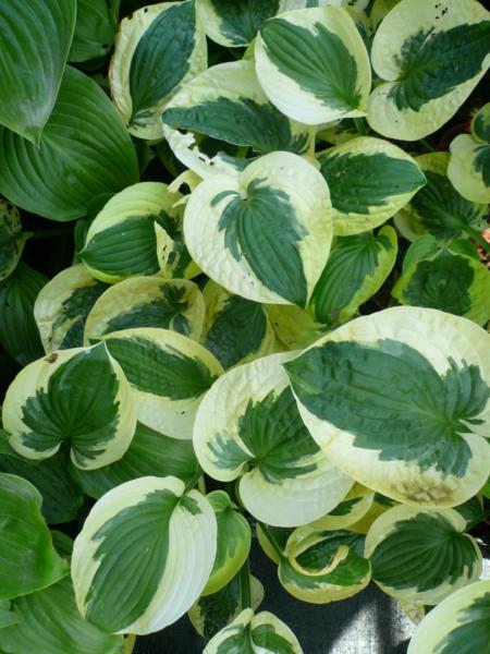 hosta brim cup