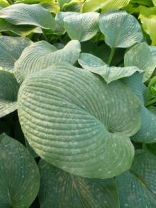 hosta caerulea