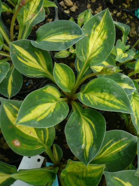 hosta cherish