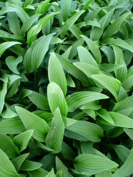 hosta chionea