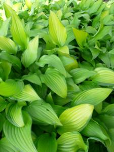 hosta chinese sunrise