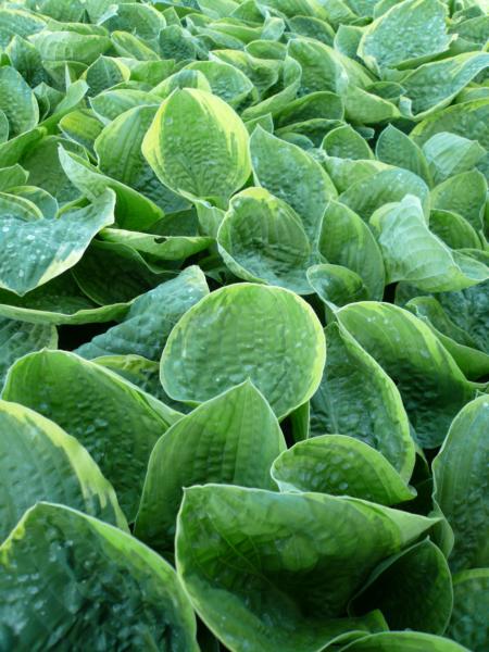 hosta christmas tree