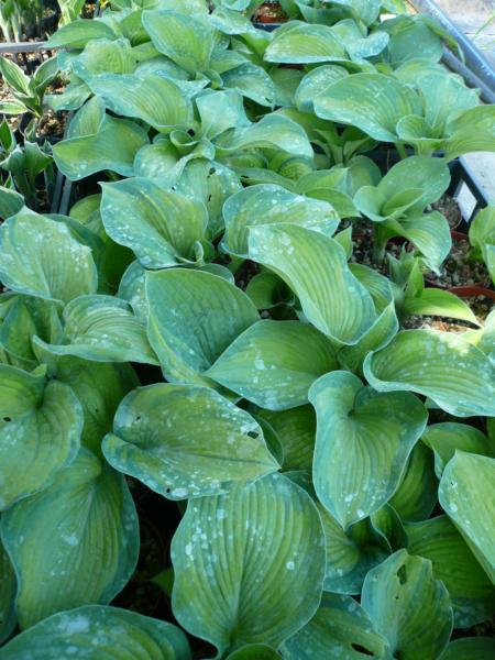 hosta color glory