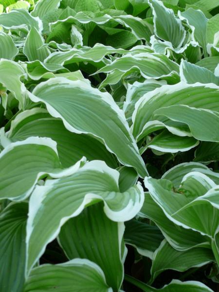 hosta crispula