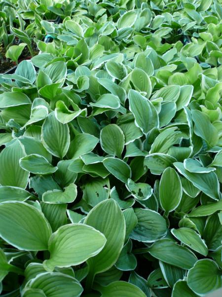 hosta decorata