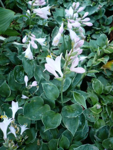 hosta dew drop