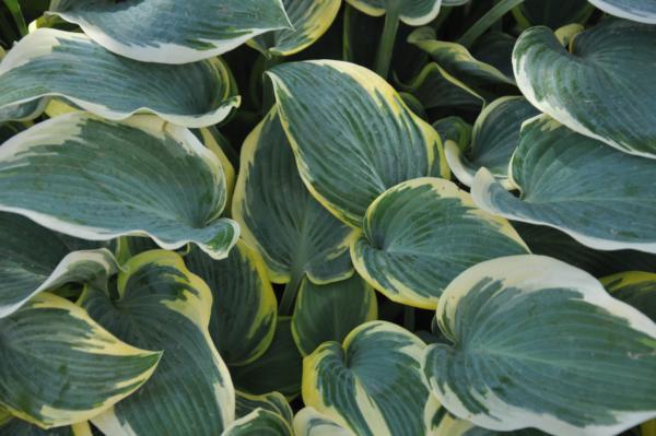 hosta first frost