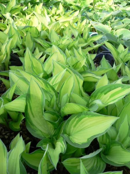 hosta fortunei albopicta