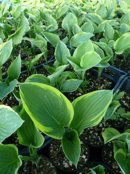 hosta fortunei aureomarginata