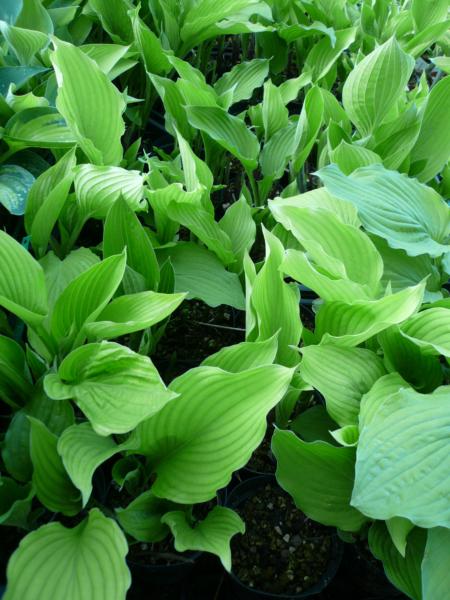 hosta fortunei elisabeth