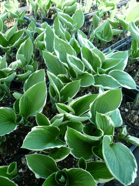 hosta fortunei francee