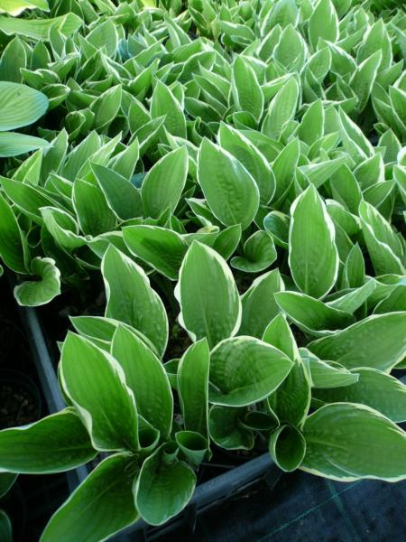 hosta fortunei gloriosa