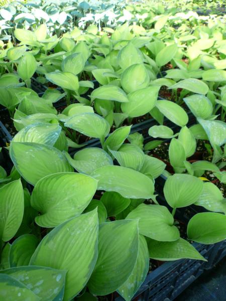 hosta fortunei gold standard