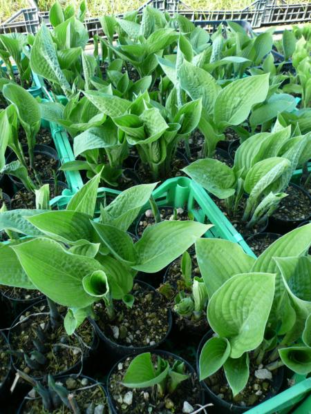 hosta fortunei hyacinthina