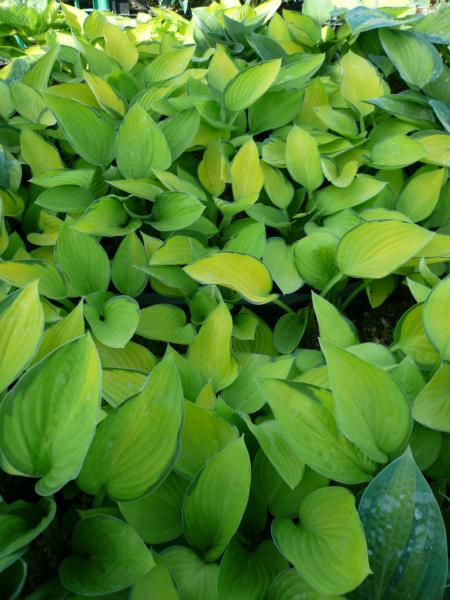 hosta fortunei janet