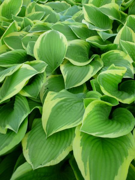 hosta fortunei joker