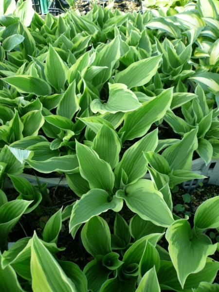 hosta fortunei moerheim