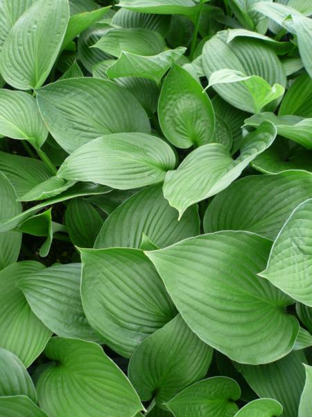 hosta fortunei obscura