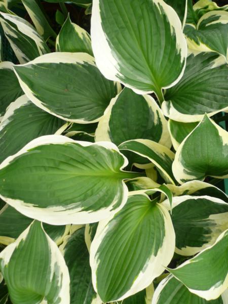 hosta fortunei patriot