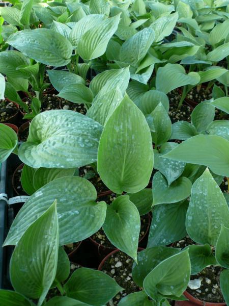 hosta fortunei rugosa