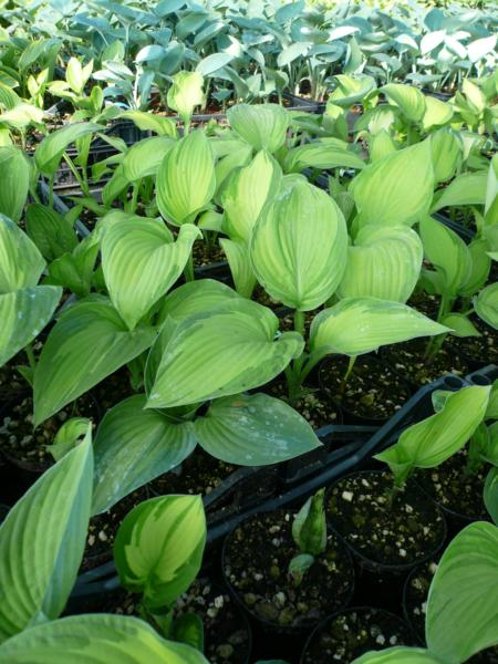 hosta fortunei sharmon