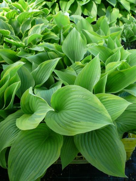 hosta fortunei stenantha varieg.