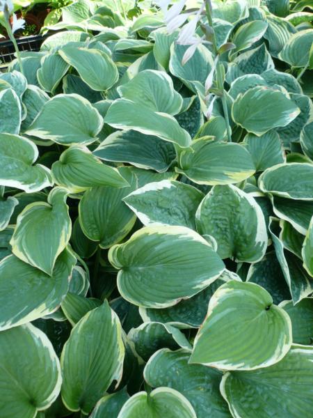 hosta fringe benefit