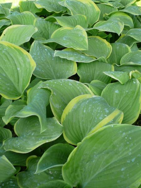 hosta fragrant bouquet