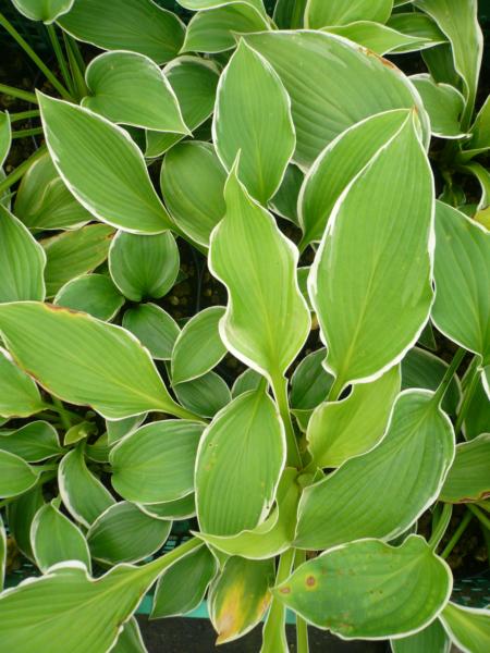 hosta frosted jade