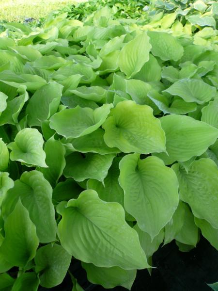 hosta golden anniversary