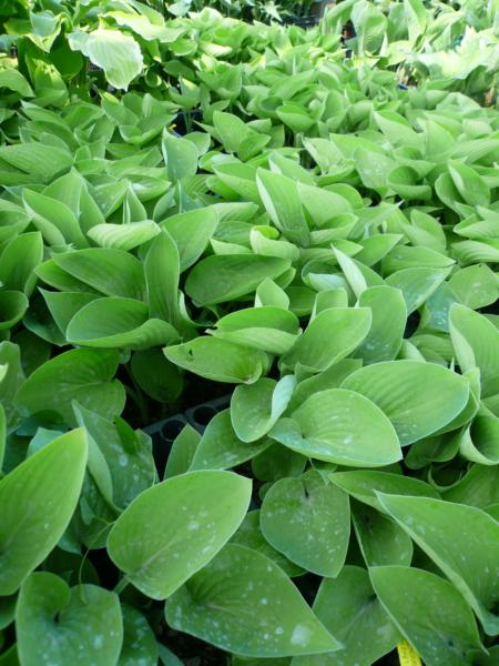 hosta gold edger