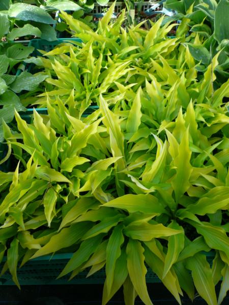 hosta golden oriole