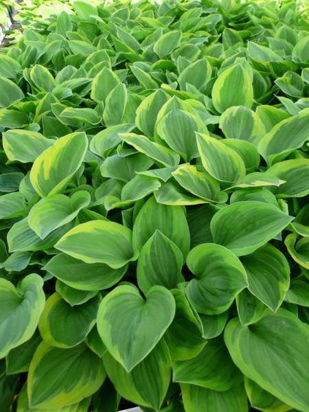 hosta golden tiara