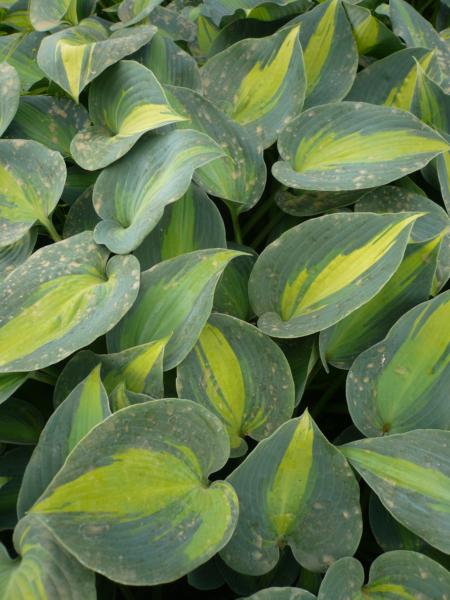 hosta grand marquee