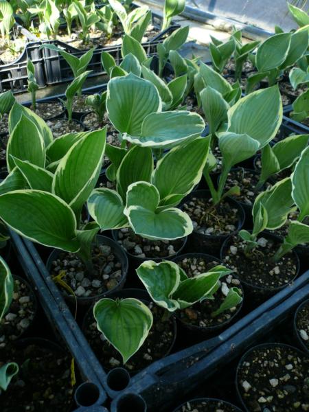 hosta green gold