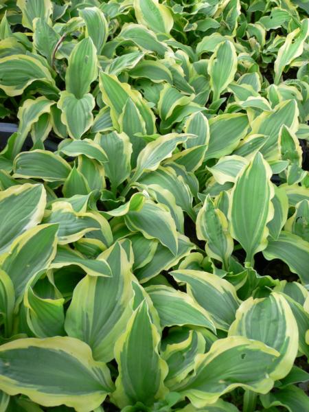 hosta ground master