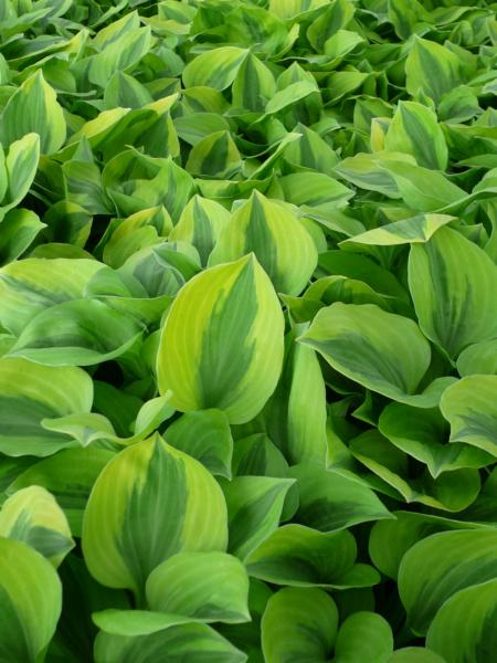 hosta grand tiara