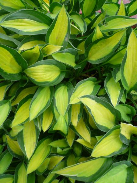 hosta gypsy rose