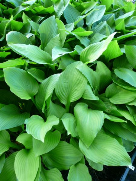 hosta honeybells