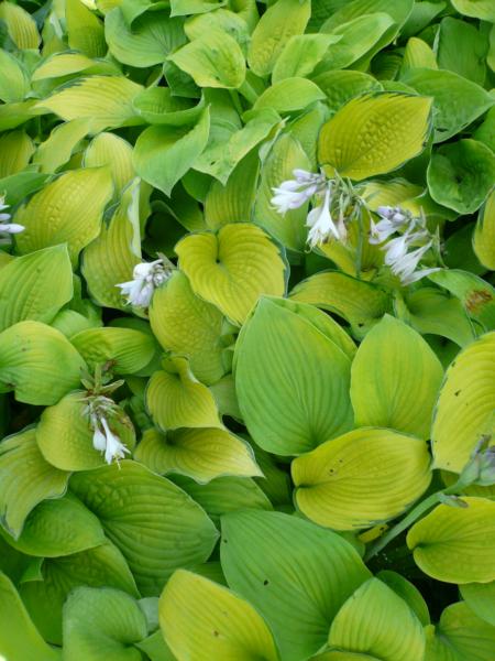 hosta inniswood