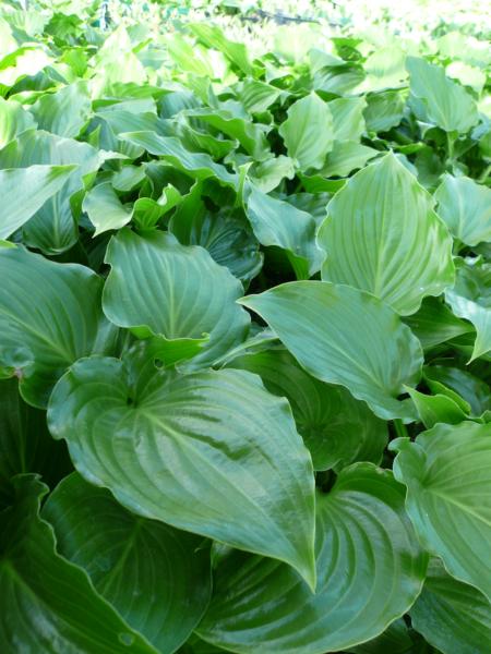 hosta invincible