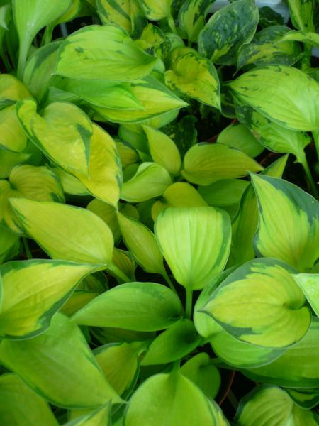 hosta just so