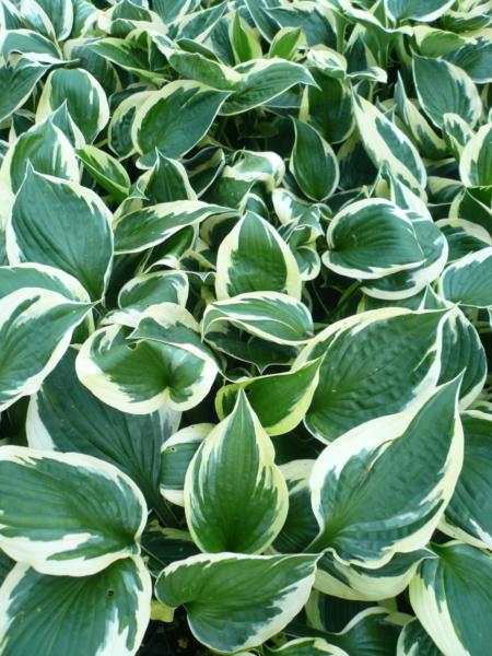 hosta karin