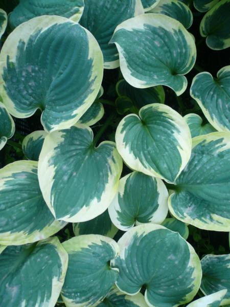 hosta knockout