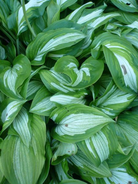 hosta koreana variegated