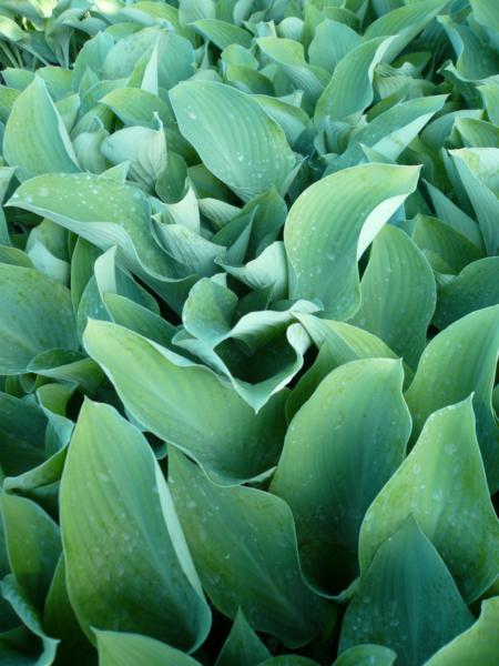 hosta krossa regal