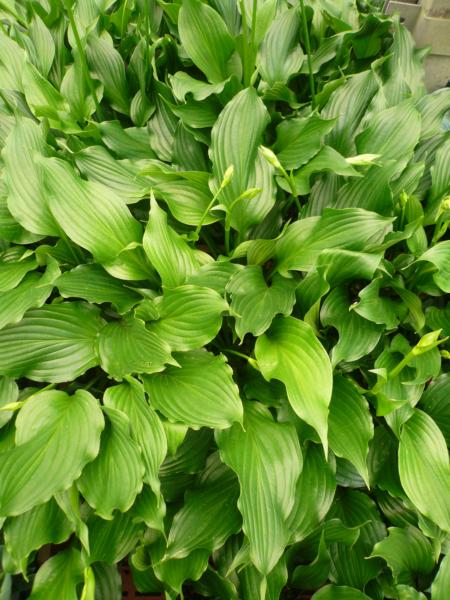 hosta lakeside coal minier