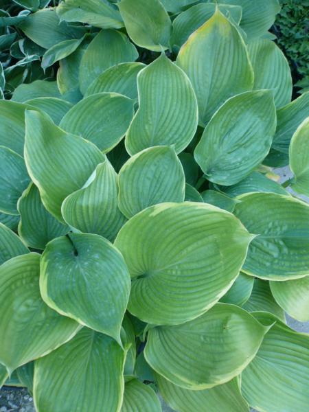 hosta lady isobel barnett